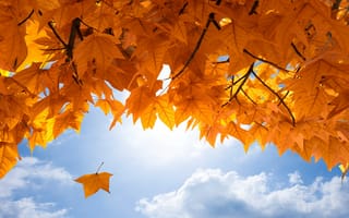 Картинка autumn, осень, leaves, небо, листья, fall, maple