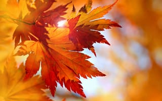 Картинка autumn, maple, fall, leaves, осень, листья