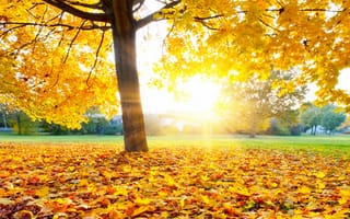 Картинка autumn, leaves, maple, осень, fall, листья, tree, park