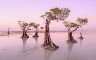 Картинка Island, Dancing Trees, Walakiri Beach, Sumba