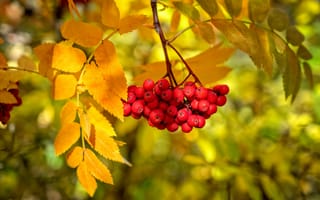 Обои ягоды, листья, краски, ветка, рябина, осень