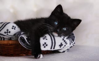 Обои чёрный котёнок, котёнок, взгляд, голубые глаза