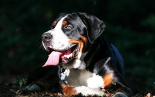 Картинка Большой швейцарский зенненхунд, язык, собака, морда
