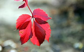 Картинка осень, атмосфера, красный лист, осеннее настроение, осенний красный лист, прожилки, лист, природа, нежное боке, nature