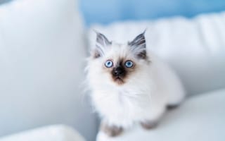 Картинка взгляд, голубые глаза, котёнок, Бирманская кошка