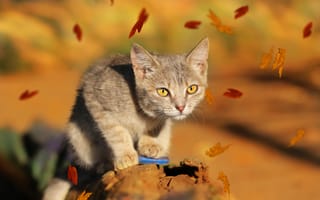 Картинка кошка, листья, взгляд