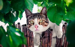 Картинка кошка, кот, котейка, забор, листья, мордочка, взгляд