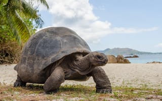 Картинка Seychelles, Aldabra Giant Tortoise, Aldabrachelys gigantea, Curieuse island