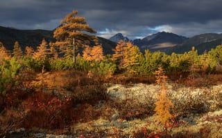Картинка осень, Колыма, горы, тучи, растительность, Максим Евдокимов, деревья, пейзаж, природа