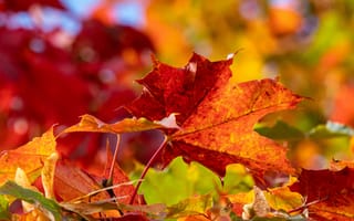 Картинка осень, боке, кленовые листья, листья, макро