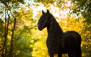 Картинка лошадь, грива, осень, жеребец, конь