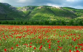 Картинка поле, ромашки, тюльпаны, Болгария