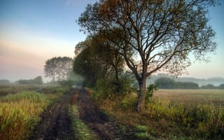 Картинка дорога, осень, туман, утро