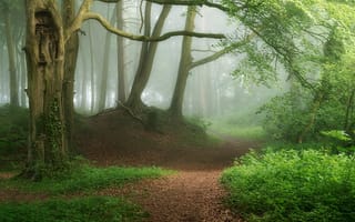 Картинка лес, тропинка, туман