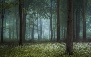 Обои лес, трава, дерево, туман