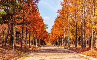 Обои дорога, листья, парк, road, nature, осень, park, autumn, tree, деревья, leaves