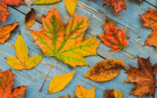 Картинка осень, colorful, листья, клен, autumn, leaves, доски, wood, maple