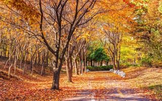 Обои дорога, осень, autumn, park, road, tree, деревья, nature, парк, leaves, листья