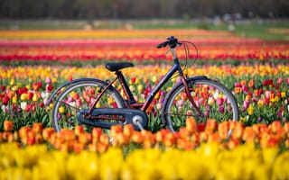 Картинка поле, тюльпаны, Holland Ridge Farms, цветы, New Jersey, Нью-Джерси, велосипед