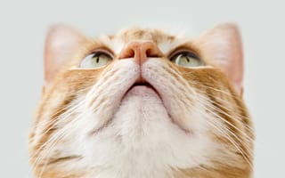 Картинка кошка, светлый, кот, рыжий, мордочка, котейка