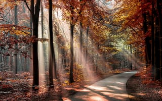 Картинка путь, листья, тени, деревья, парк, осень, солнце, лес