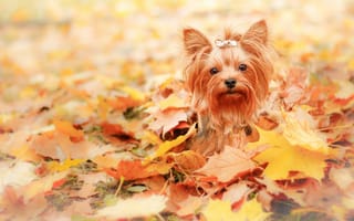 Картинка собака, друг, осень, взгляд