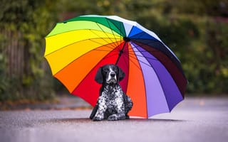 Картинка друг, собака, зонт