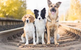 Картинка Овчарка, Бигль, собаки, трио, троица, железная дорога, Бордер-колли