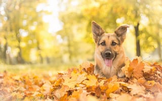 Картинка Немецкая овчарка, морда, листья, взгляд, осень, собака, овчарка