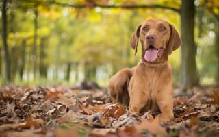 Картинка венгерская выжла, осень, собака, листья, боке