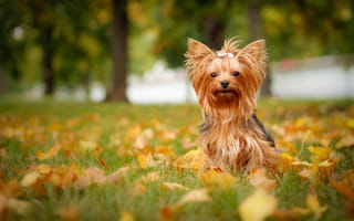 Картинка Йоркширский терьер, осень, листья, собака, йорк