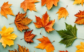 Картинка осень, maple, leaves, colorful, листья, клен, wood, rainbow, autumn
