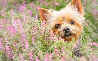 Картинка Йоркширский терьер, цветы, собака, мордашка, йорк, взгляд