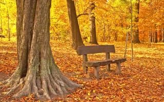 Картинка autumn, fall, park, листья, maple, leaves, tree, осень