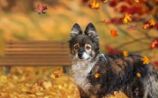Картинка осень, собака, листья