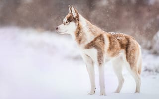 Картинка зима, природа, стоит, собака, снег, взгляд, коричневая с белым, профиль, поза, снегопад, хаски