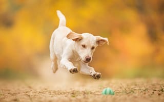 Картинка собака, мячик, игра, прыжок, щенок