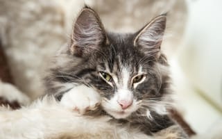 Картинка Норвежская лесная кошка, мордочка, хитрый взгляд, уши, взгляд