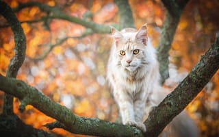 Картинка осень, дерево, кошка, рыжий, листва, мейн-кун, ветки, боке, кот, желтые глаза