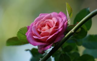 Картинка листья, роза, розовая