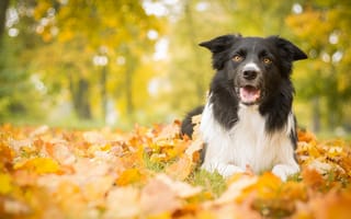 Картинка собака, листья, осень