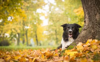 Картинка собака, осень, листья, дерево