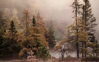 Обои лес, туман, осень