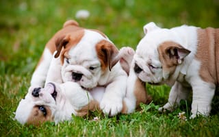 Картинка английский бульдог, собаки, щенки, троица, игра