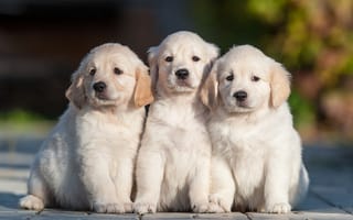 Картинка собаки, щенки, трио, троица