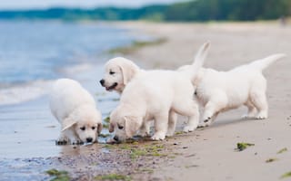 Картинка собаки, щенки, пляж, квартет