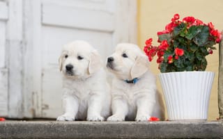 Картинка собаки, двойняшки, цветок, парочка, щенки, бегония
