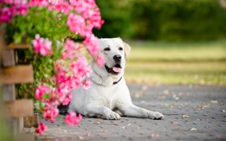 Картинка собака, цветы, портрет