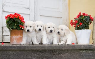 Картинка собаки, щенки, цветы, бегония, квартет