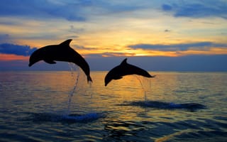 Картинка силуэт, вечер, закат, пара, my planet, nature, природа, , sunset, небо, брызги, море, travel, вода, красивый фон, горизонт, beautiful, прыжок, dolphins, дельфины, боке